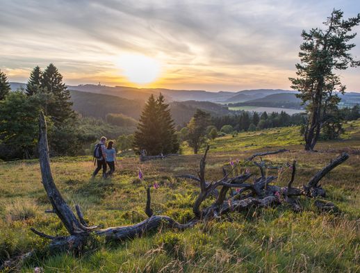 Zwei Personen wandern in einer Heidenlandschaft