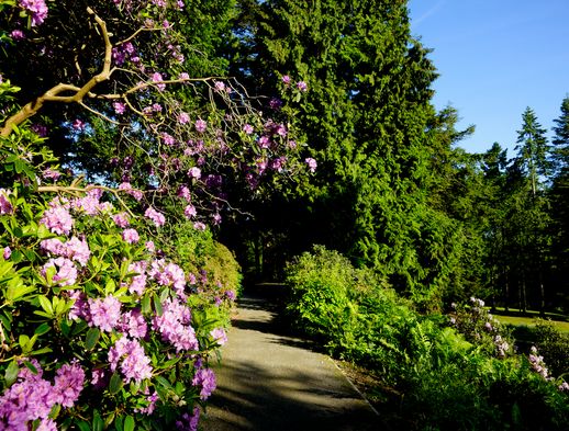 Auf diesem Foto sehen Sie die Blumeninsel Siebenberge